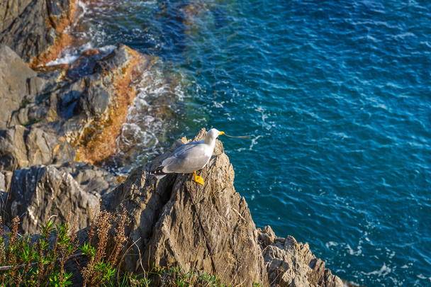 Γλάρος στην ακτή της Λιγουρίας - Φωτογραφία, εικόνα