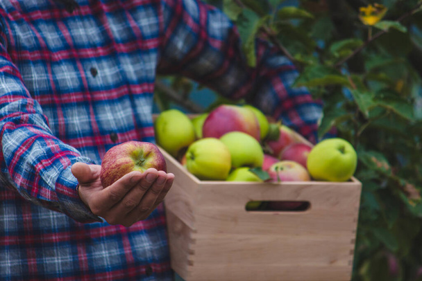 Samiec rolnika trzyma w rękach pudełko jabłek. Skupienie selektywne. - Zdjęcie, obraz