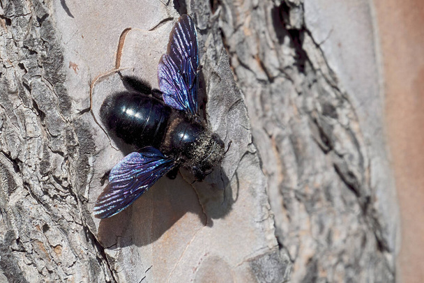 female specimen of violet carpenter bee on the bark of a domestic pine, Xylocopa violacea, Apidae - Photo, Image
