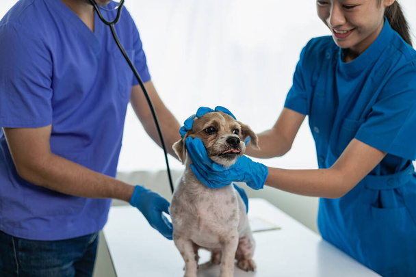 Gros plan des vétérinaires féminins et masculins traitant et examinant la santé d'un chien Panshih Tzu. Vétérinaire professionnel dans une clinique vétérinaire moderne. - Photo, image