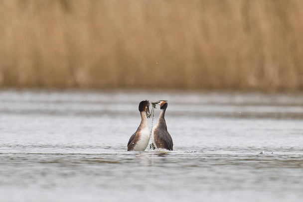 Great Crested Grebe ( Podiceps) залицяльний танець з бур'яном на озері в Сомерсетському рівні, Сомерсет, Велика Британія. - Фото, зображення