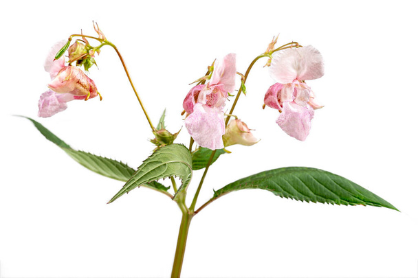 Himalajski balsam, impatiens glandulifera, jest gatunkiem rośliny kwitnącej w rodzinie Balsaminaceae. - Zdjęcie, obraz