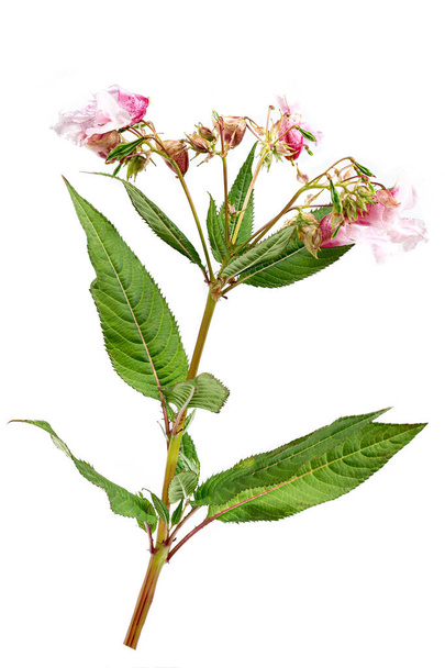 Himalajski balsam, impatiens glandulifera, jest gatunkiem rośliny kwitnącej w rodzinie Balsaminaceae izolowanym na białym - Zdjęcie, obraz