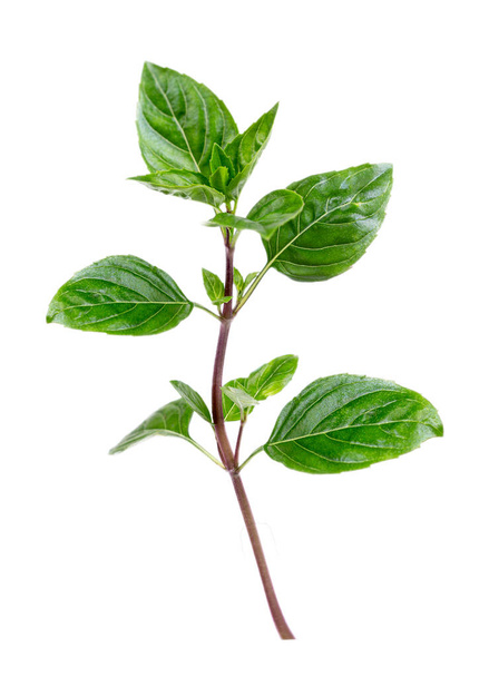 Le basilic est une espèce de plantes herbacées therophytes de la famille des Lamiaceae, cultivée comme plante aromatique isolée sur fond blanc. - Photo, image