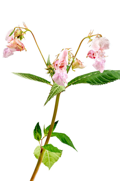 El bálsamo del Himalaya, impatiens glandulifera, es una especie de planta con flores perteneciente a la familia Balsaminaceae. - Foto, Imagen