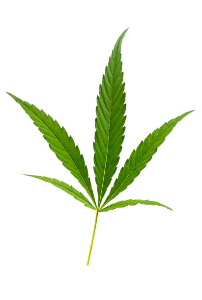Cannabis geht. CBD-Extrakt aus Hanfblatt isoliert auf weißem Hintergrund - Foto, Bild