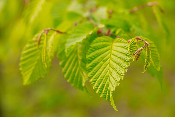 Fresh Foliage: Young Hornbeam Leaves Forming a Natural Tapestry - Photo, Image