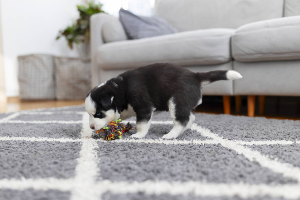 Uroczy czarno-biały szczeniak bawiący się kolorową zabawką do żucia w przytulnym otoczeniu domowym. - Zdjęcie, obraz