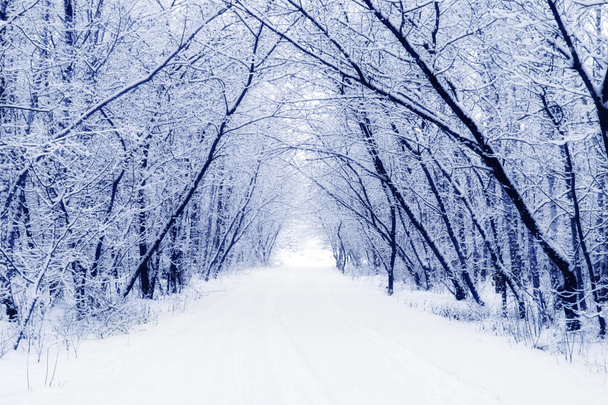 Winter - Photo, Image
