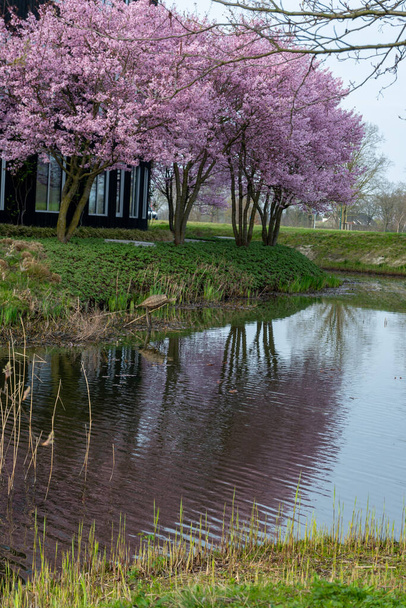 Flor de primavera de árvore de cereja de sakura rosa no Japão, as pétalas rosa caem na água da lagoa, reflexão em livres - Foto, Imagem
