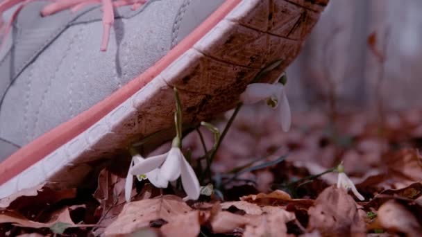 SLOW MotION, CLOSE UP, DOF: Невпізнавана жінка, яка носить кроки бігу взуття на кластері ніжних квітів снігопаду, починаючи від опалого листя. Недбалі кроки жінки-бігунки на квітах сноуборду - Кадри, відео