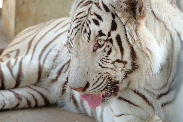 Closeup shot of white bengal tiger - Photo, Image