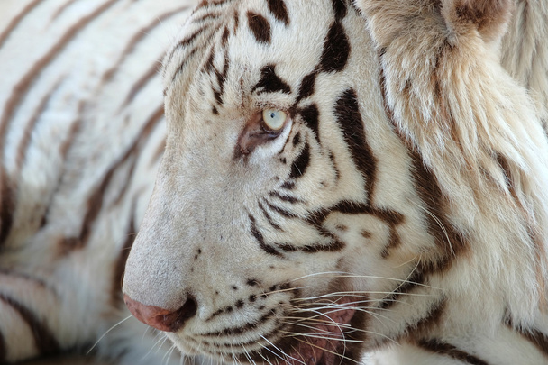 Крупним планом знімок білого бенгальського тигра
 - Фото, зображення