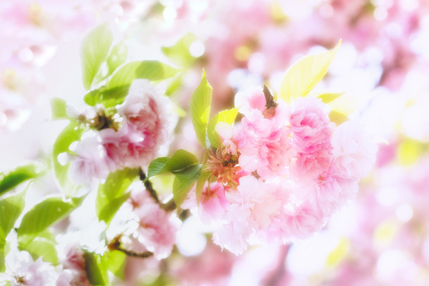 Beautiful blossom Japanese cherry - Photo, Image