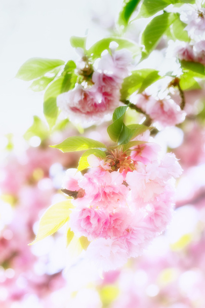 Güzel blossom Japon kiraz - Fotoğraf, Görsel