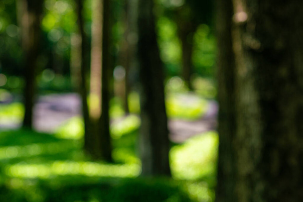 ボケの自然を背景にした街の葉公園の抽象的なぼやけた緑樹林 - 写真・画像