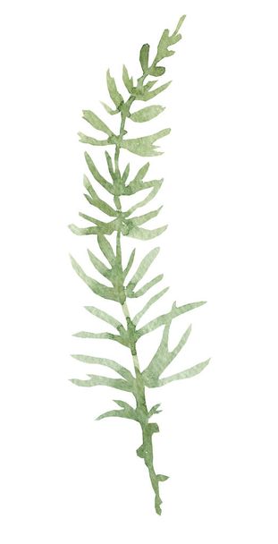 Frühlingsgrün, Zweige mit zarten Sommerblättern und -knospen, handgezeichnete Aquarell-Illustration auf weißem Hintergrund. - Foto, Bild