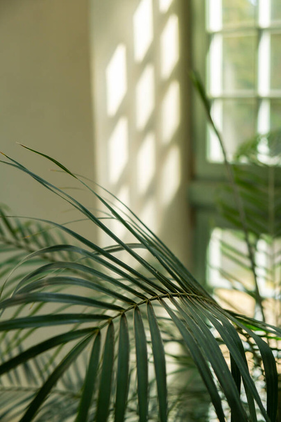 Eski pencerenin yanındaki palmiye yaprağını kapat. Soyut iç tasarım arka plan dekorasyon şablon modellemesi. Ekolojik egzotik bitki kavramı. Yeşil pencereden süzülen sıcak güneş ışığı gölgeleri. Estetik - Fotoğraf, Görsel
