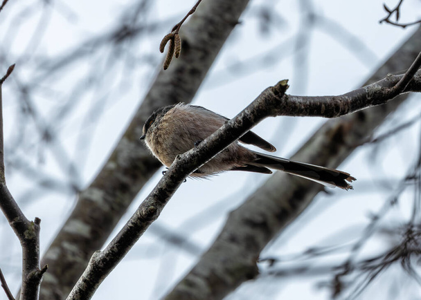 Delicato uccello canterino con una coda incredibilmente lunga, che fluttua tra i rami nei Giardini Botanici di Dublino. - Foto, immagini