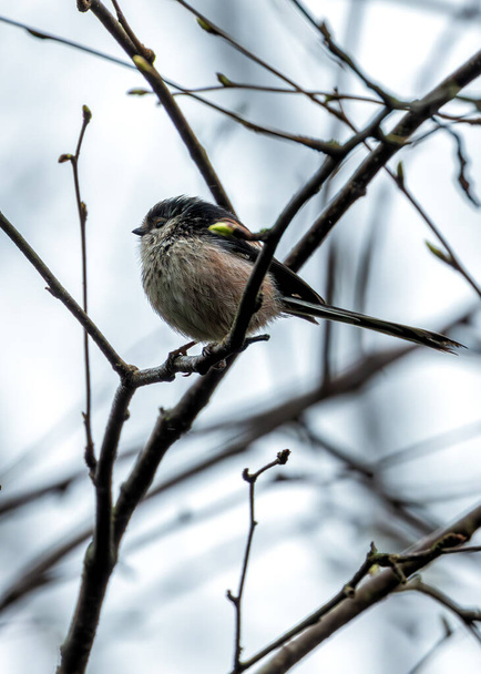 Delicado pájaro cantor con una cola increíblemente larga, revoloteando entre ramas en los Jardines Botánicos de Dublín. - Foto, imagen