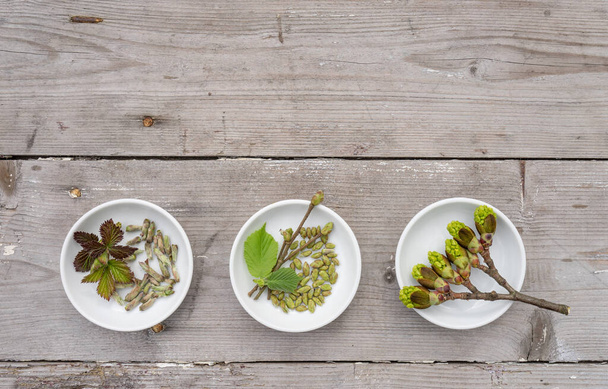 Buds and leaves of hazelnut bush, blackberry bush and maple tree in white bowls - Photo, Image