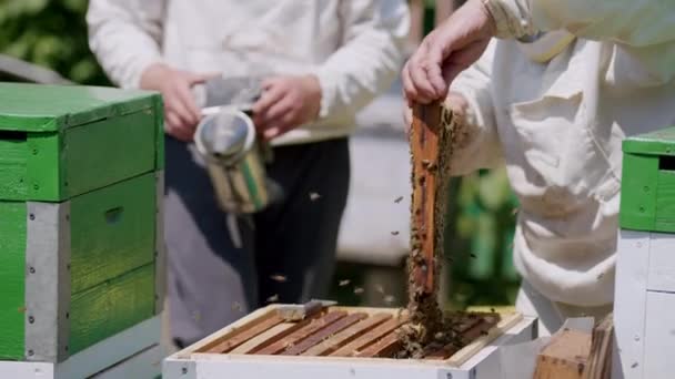 Twee imkers in beschermende kleding verzamelen nauwgezet honing uit bijenkorf. Met geoefende handen verzamelen imkers rijke gouden vloeistof van honingraten die de smaak van de premiebijenhouders proeven. - Video