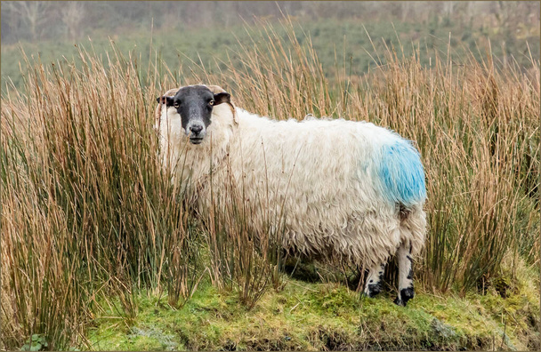 Mavi işaretli, çalılıklarda uzun tüylü, otlak koyunlar. - Fotoğraf, Görsel