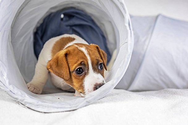 O cãozinho Jack Russell Terrier está a brincar no tubo de estimação. Cuidar e criar filhotes - Foto, Imagem