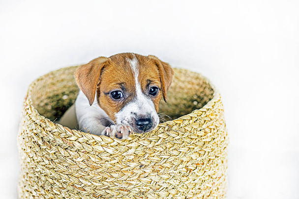 hermoso pequeño Jack Russell Terrier cachorro se sienta en una caja de mimbre. cuidado y crianza de cachorros. Presente. - Foto, imagen