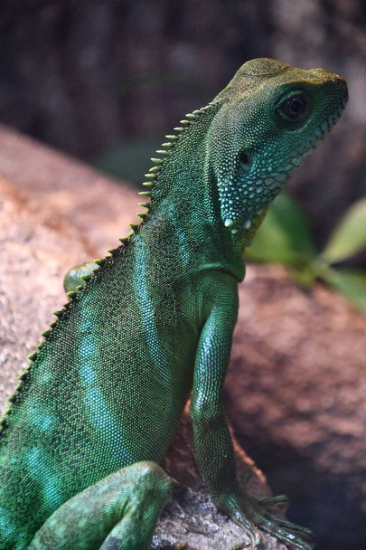A Chinese Water Dragon in an Aquarium - Photo, Image