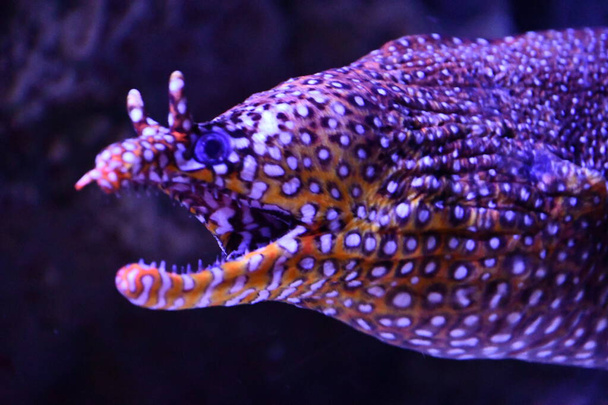 Sudaki Mücevher Moray Balığı - Fotoğraf, Görsel