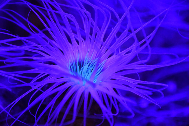 Anemone marino in acqua
 - Foto, immagini