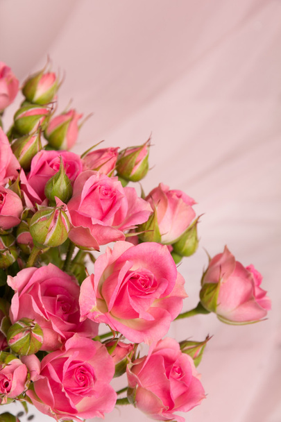 verse roze roos - Foto, afbeelding