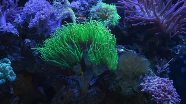 torch coral on frag plug move green fluorescent tentacles, active animal in laminar flow of reef marine aquarium, popular pet in LED actinic light, beginner aquarist, soft coral live rock ecosystem - Footage, Video
