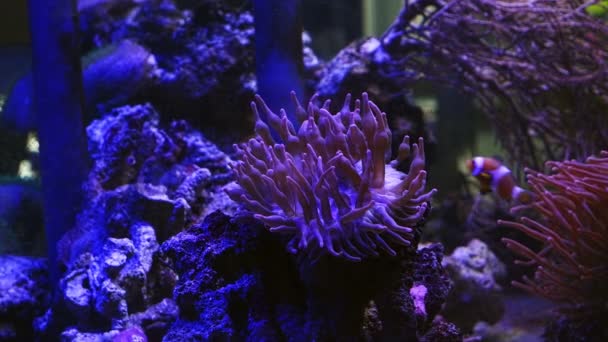 bubble tip anemone in stress, tentacles on oral disc, ocellaris clownfish swim in water flow, fishkeeping mariculture aquafarm, reef marine aquarium business for aquarist, LED low light, live rock - Footage, Video