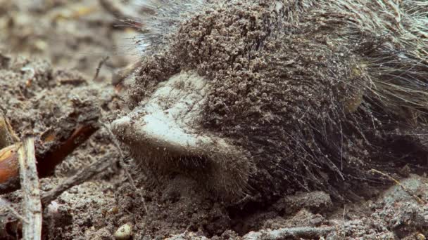 Close-up de um focinho de javalis. Um javali adormecido na lama. O focinho dos porcos contorce-se enquanto dorme.  - Filmagem, Vídeo