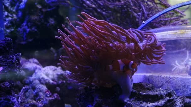 bubble tip anemone move tentacles on big oral disc, ocellaris clownfish swim in water flow, fishkeeping mariculture aquafarm, big reef marine aquarium business for experienced aquarist, LED low light - Footage, Video