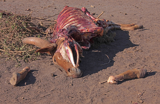 toter halbverwester bulle, νεκρός Ταύρος - Φωτογραφία, εικόνα