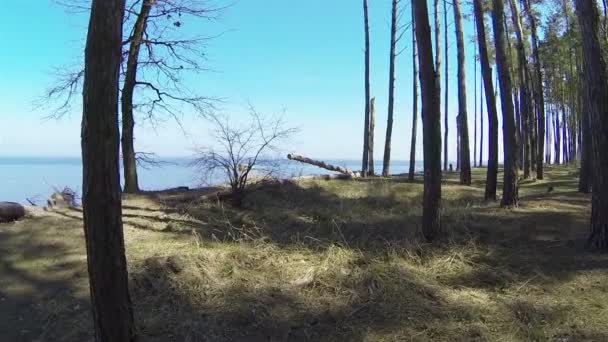 Langsamer Flug zwischen Bäumen in Richtung Meer aus der Luft - Filmmaterial, Video