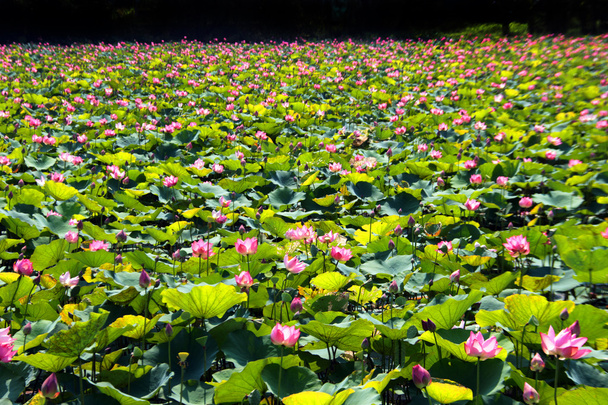 ροζ lotus στη λίμνη - Φωτογραφία, εικόνα