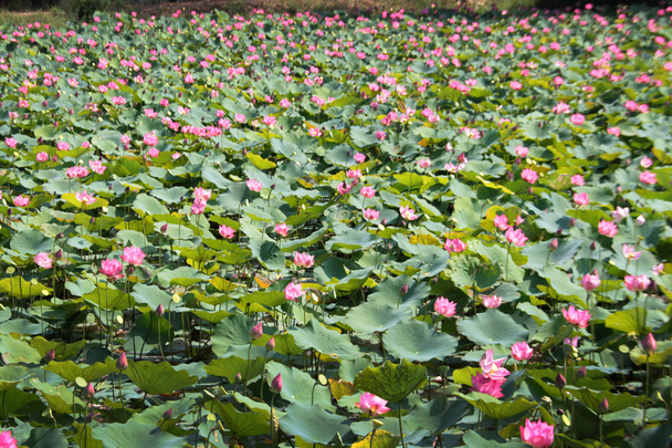 rosa Lotus auf Teich - Foto, Bild