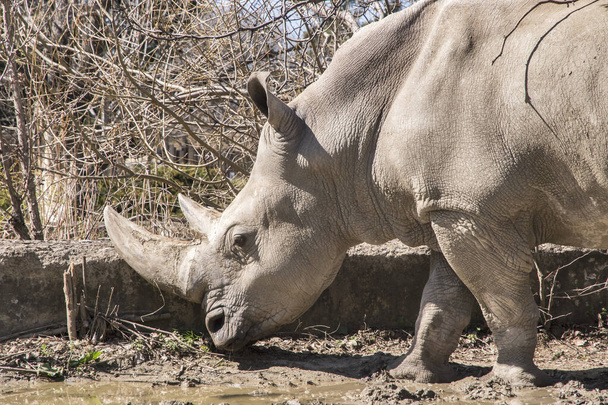Rinoceronte fêmea no zoológico close-up em dia ensolarado - Foto, Imagem