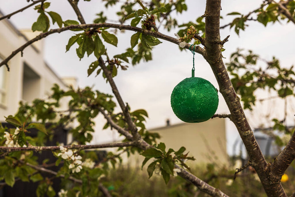 lose-up zicht op een groene kleverige plastic insectenval op een appelboom in de tuin. - Foto, afbeelding
