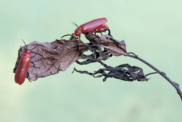 Два рудих кардинальних жука готують на сухій квітковій гілці. Ця красива кольорова комаха має наукову назву Pyrochroa Serraticornis. - Фото, зображення