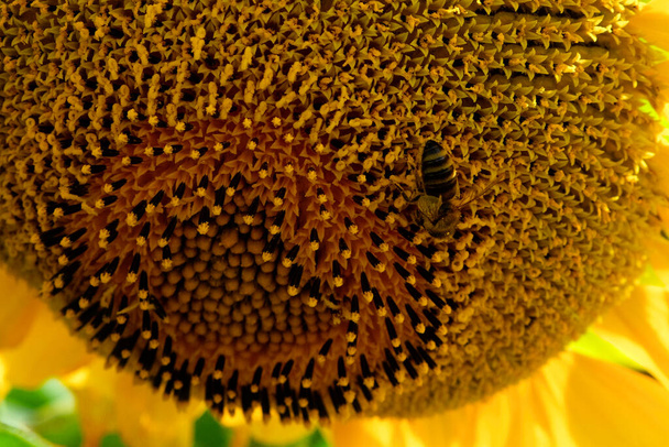 Złożony wzór nasienny słonecznika jest podkreślany, gdy pszczoła zbiera pyłek. - Zdjęcie, obraz