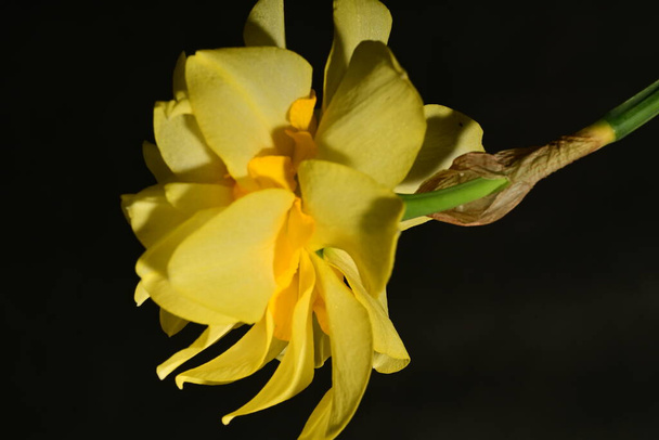 beautiful yellow narcissus flower on a black background - Photo, Image
