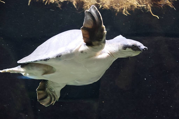 Die Schweinsnasenschildkröte (Carettochelys insculpta), auch als Steinschildkröte oder Flussschildkröte bekannt - Foto, Bild