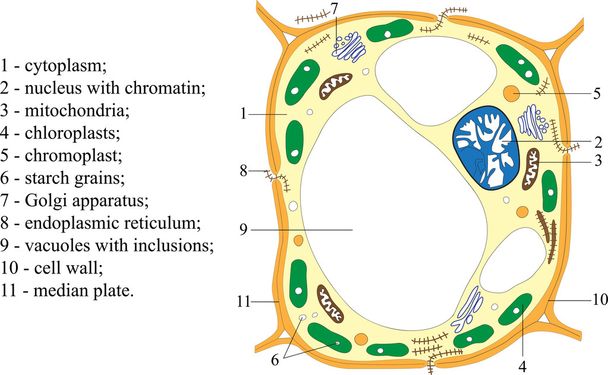 komórka roślinna - Wektor, obraz