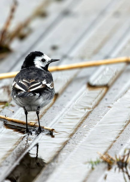 Black & white wagtail with a constantly flicking tail forages along the waterfront in Clontarf, Dublin. - Photo, Image