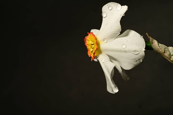 bellissimo fiore narciso, da vicino, sfondo scuro - Foto, immagini
